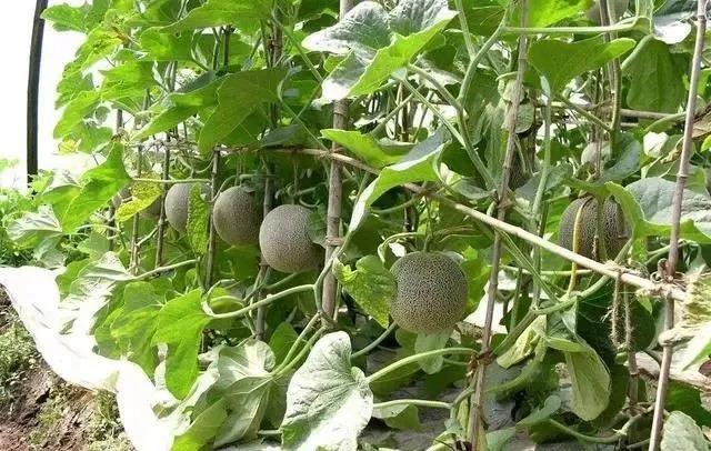 哈密瓜种植5.jpg