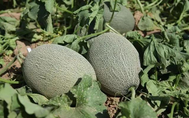 并合理搭配少量的氮磷钾复合肥,保证哈密瓜生长所需的养分充足,肥料